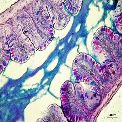 Immunohistochemical Characterization of PepT1 and Ghrelin in Gastrointestinal Tract of Zebrafish: Effects of Spirulina Vegetarian Diet on the Neuroendocrine System Cells After Alimentary Stress